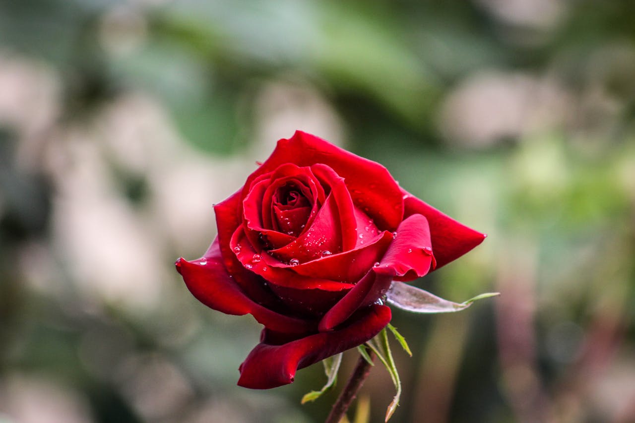 services-02 Vibrant red rose with dewdrops in soft focus background, symbolizing romance.